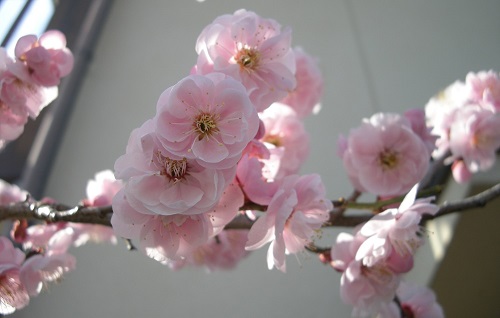 sakura/03jpg