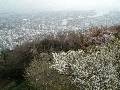 山頂の桜