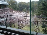 広島県立美術館２回ロビーよりの眺め、桜が咲いていました。