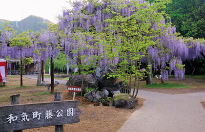 紫藤公园
